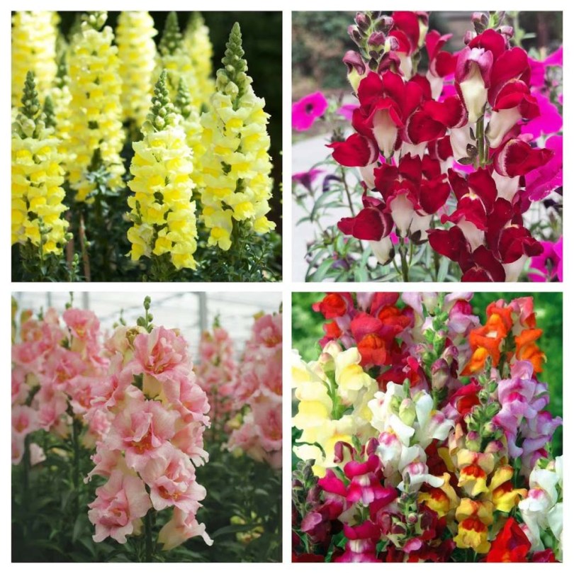 Oroszlánszáj - Tátika válogatáscsomag – Antirrhinum majus, Antirrhinum majus, vetőmag, akció, kedvezmény